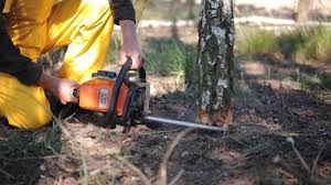 West Park, CA Tree Care Services Company