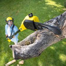 Best Tree Health Inspection  in West Park, CA