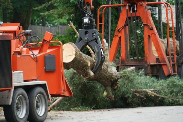 Best Tree Disease Treatment  in West Park, CA